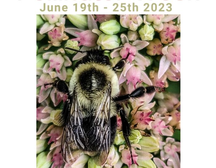 Pollinator Week 2023