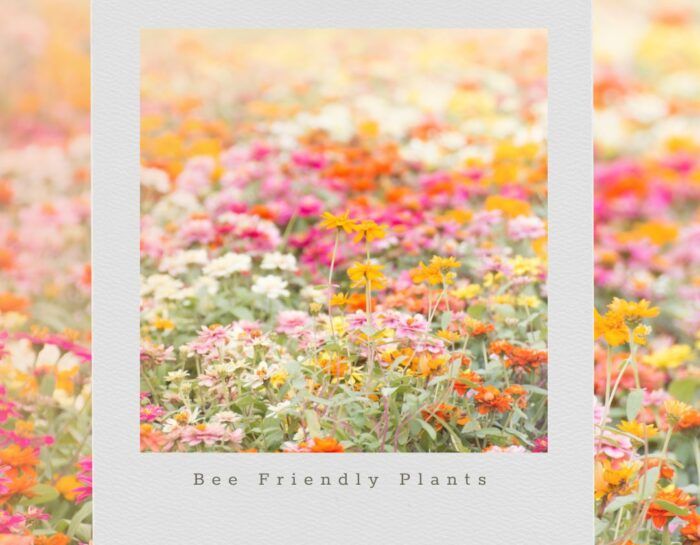 Bee Friendly Plants