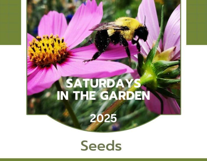 Saturdays in the Garden: Seeds